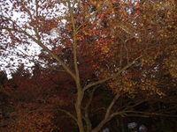 森町・大洞院の紅葉