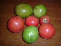 冬のトマト（３）