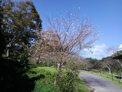 秋に咲く桜‘アーコレード’見頃