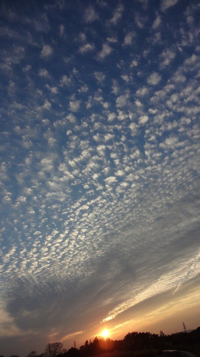 秋の夕日といわし雲 はままつフラワーパーク最新情報