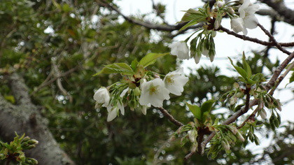 桜‘早咲大島’が咲き始めました