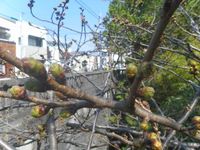 Chihana通信 2018/03/14 14:39:13