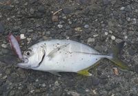本日の浜名湖 2019/10/07 21:11:01