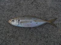 今朝の浜名湖 2019/12/15 10:40:22