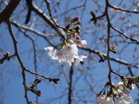 桜咲く 2021/03/22 11:49:46