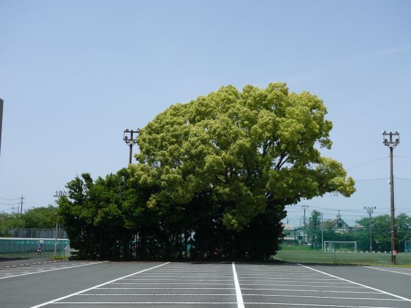 みどりの日