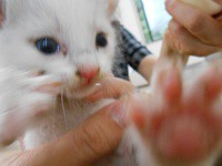 猫を引き取ってくれる方募集