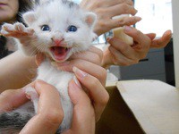 猫を引き取ってくれる方募集
