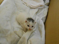 猫を引き取ってくれる方募集