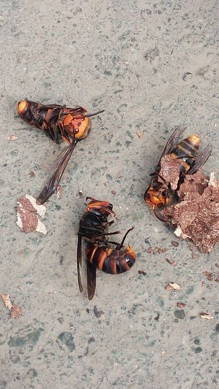 スズメバチ