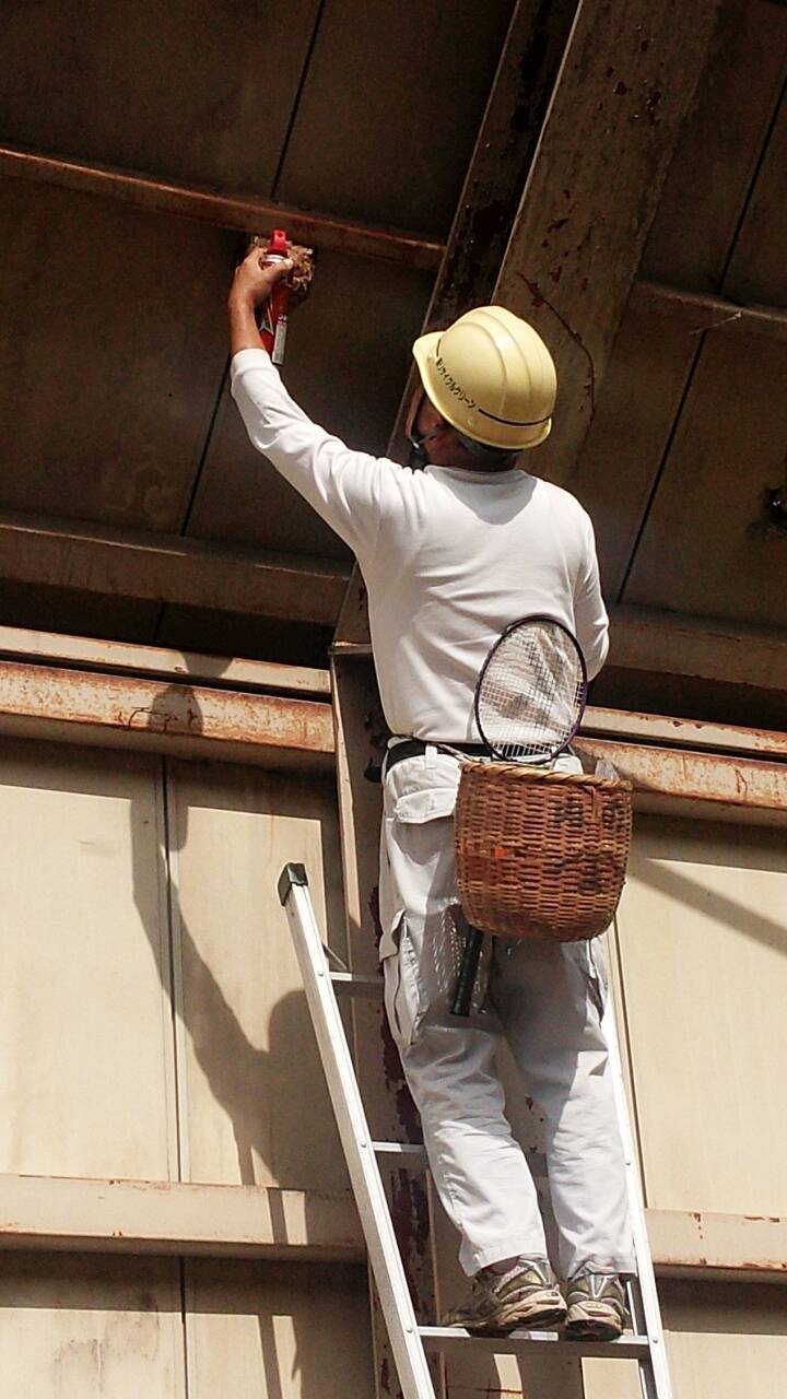 スズメバチ