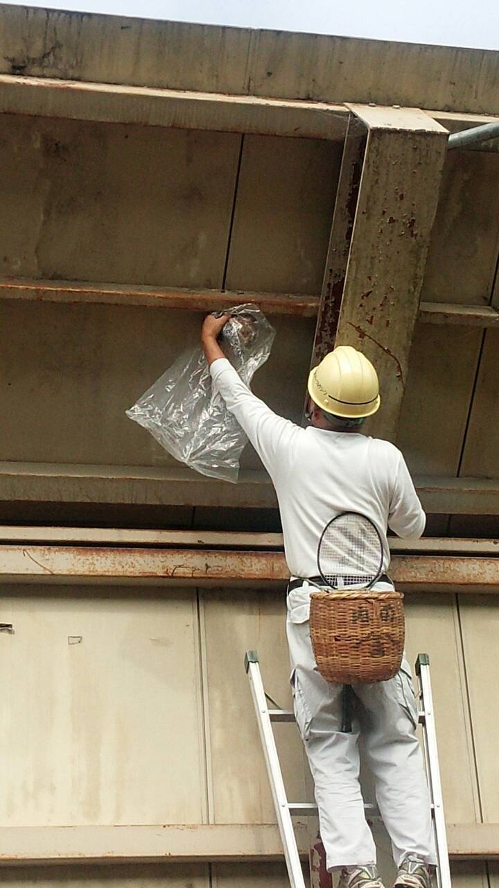 スズメバチ