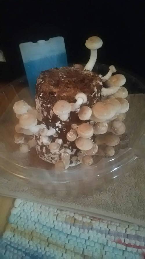 ニョキニョキ
