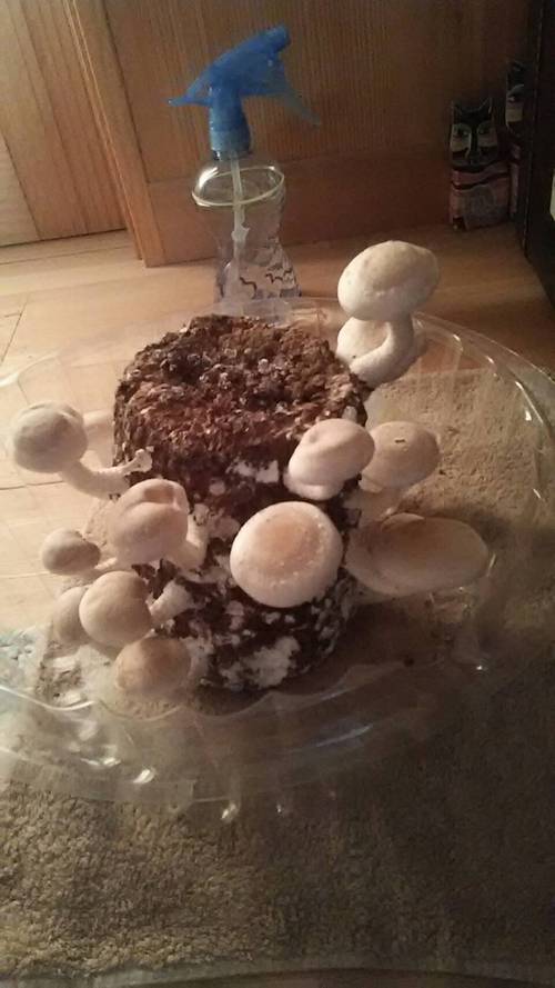 ニョキニョキ