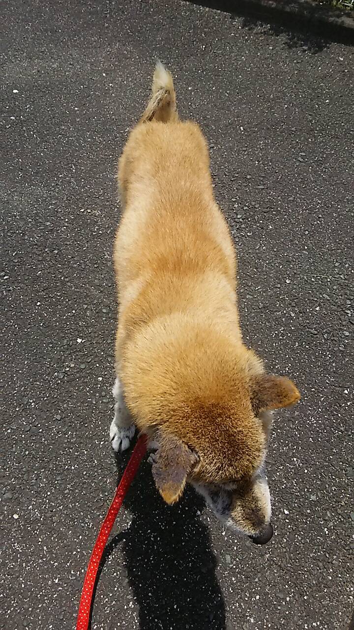 シャンプー