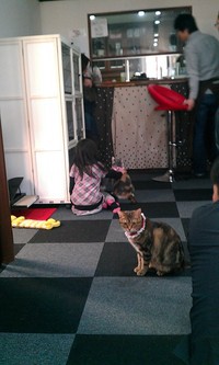 猫カフェ