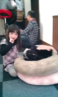 猫カフェ
