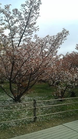 桜
