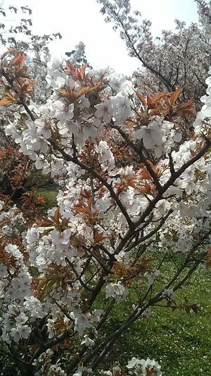 桜