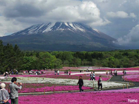 ●　2014年5月22日の富士山　　富士芝桜まつり会場