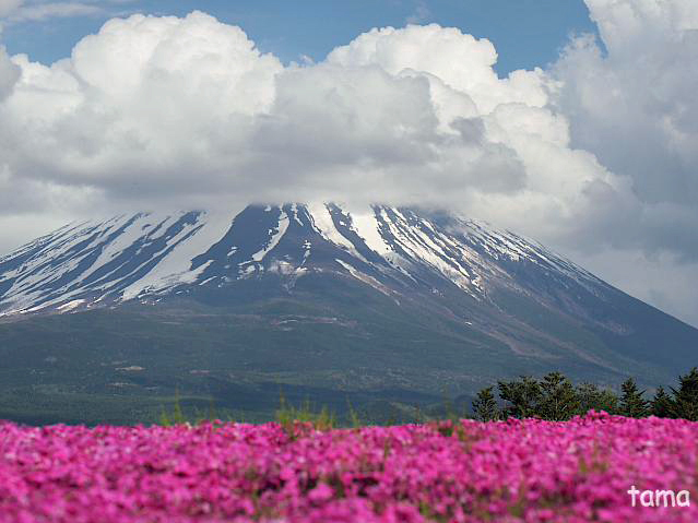 ●　2014年5月22日の富士山　　富士芝桜まつり会場