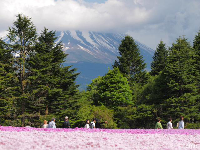 ●　2014年5月22日の富士山　　富士芝桜まつり会場