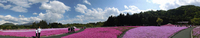●　2014年5月22日の富士山　　富士芝桜まつり会場