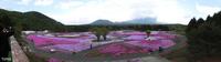 ●　2014年5月22日の富士山　　富士芝桜まつり会場