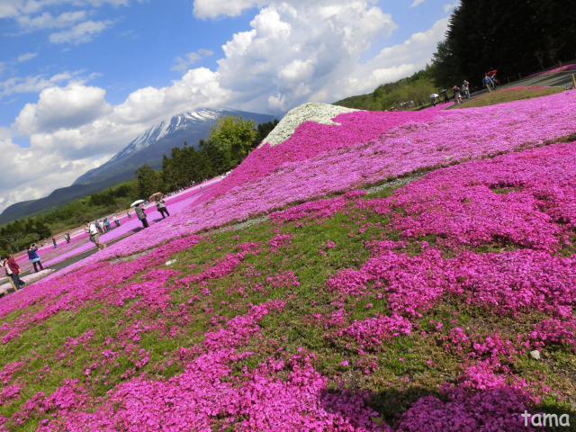 ●　2014年5月22日の富士山　　富士芝桜まつり会場