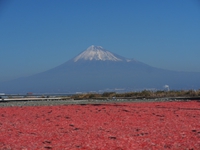 2016年12月9日の富士山　富士川河川敷　　★リンク有
