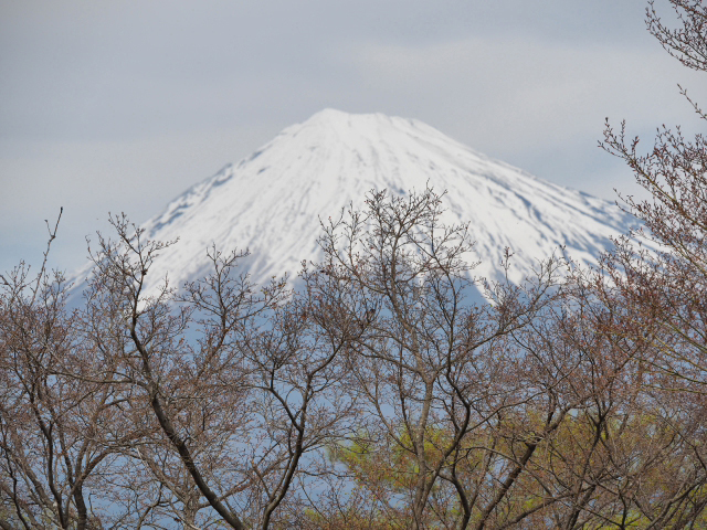 2016年4月6日の富士山　　岩本山公園