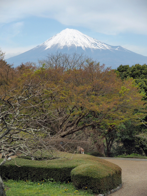 2016年4月6日の富士山　　岩本山公園