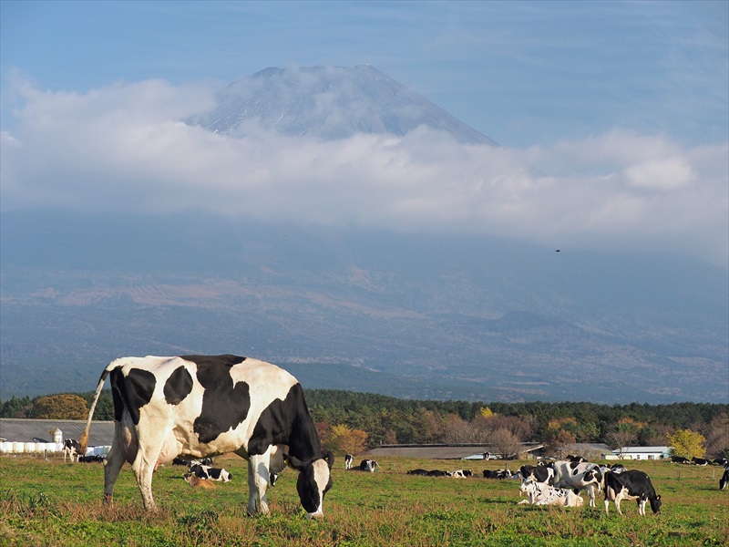 2022年11月11日の富士山　　　朝霧