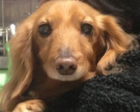 犬の10才って人間では!?