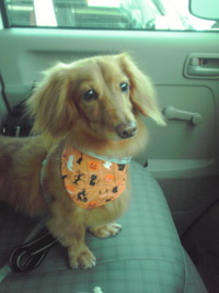 ハロウィンバンダナ！