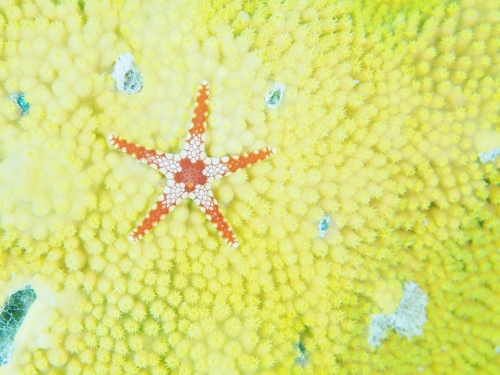 ヒトデ 水中写真