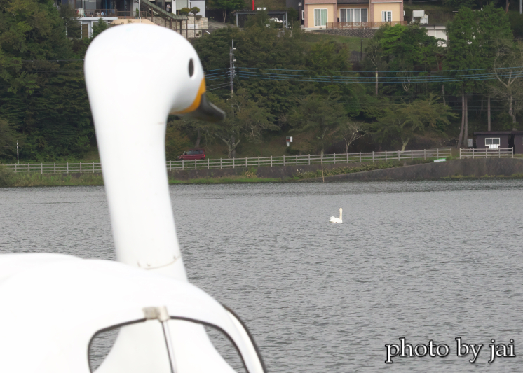 白鳥の湖　　4