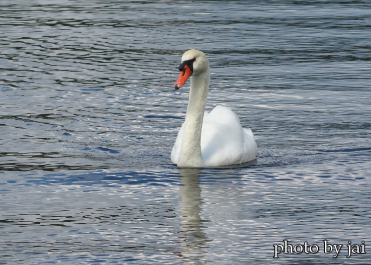 白鳥の湖　　2