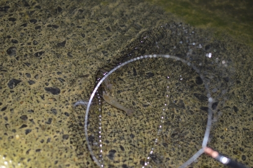 カワエビ 手長エビ