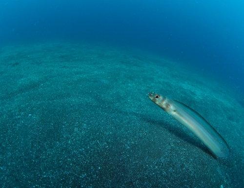 ハナアナゴ 水中写真
