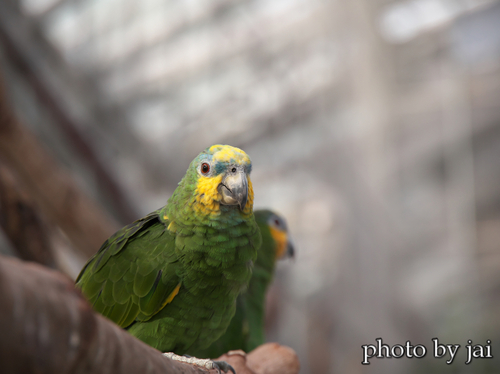 掛川花鳥園　5