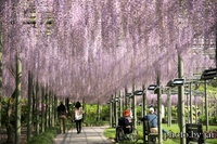 はままつフラワーパークでフジ 2022/04/22 21:10:00