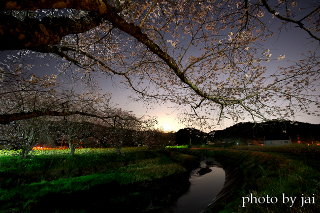 夜桜　2