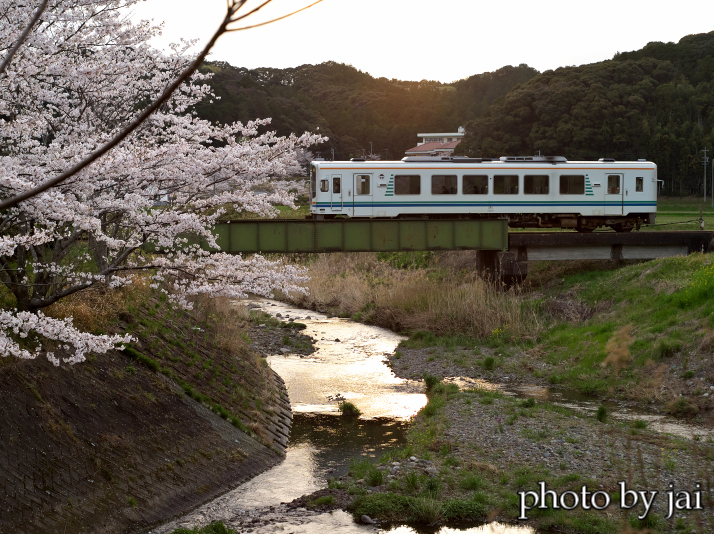さくら　敷地川　　5