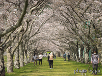 季節は過ぎたけど・・・桜の写真 2021/04/20 10:12:00