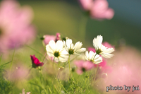 秋桜 2022/10/23 10:10:00