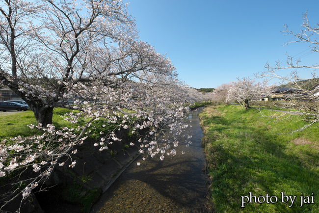 敷地川で散歩　2