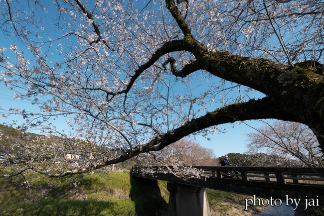 敷地川で散歩　5