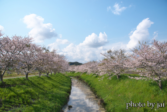 垂木川の桜 1