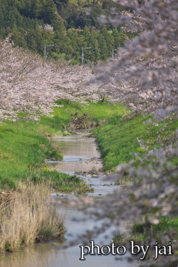 垂木川の桜  4